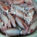 500g BQF Baby squid fish seafood