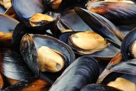Frozen HACCP Certification Cooked Mussels Tasty Seafood From China