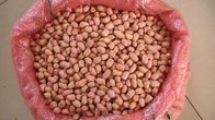Food new crop peanuts kernels/roasted salted peanuts with market price/groundnut kernels or Peanuts