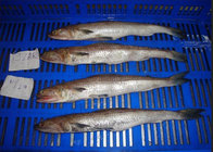 Wholesale Whole Round Frozen Lizard Fish With Cheap Price