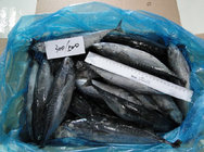 Seafood Frozen Tuna SkipJack Frozen Bonito Fish