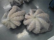 High quality fresh good IQF frozen octopus/fresh octopus flower