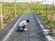 2016 new products pp weed control cover/weed barrier/heavy duty anti UV weed mat