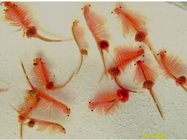 Variety of artemia cysts manufacture with high hatching rate