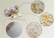 Golden Supplier China Wholesale Garlic With Low Price