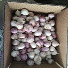 Fresh Garlic Single Clove
