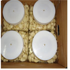 Export New Crop White Peeled Garlic
