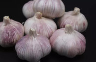 Purple Garlic for sale ready to export from China season 2019