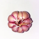 Normal Fresh Garlic Purple Garlic in 1kg x 10bags/carton