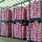 Fresh Purple Skin Garlic for China Market