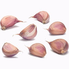 2019 New Season Top Quality Purple Garlic