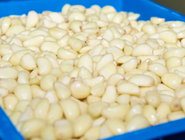 Factory Supplier Chinese Fresh Peeled Vacuum Nitrogen Barrels Garlic