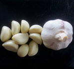 Top Quality Fresh Vacuum Peeled Garlic