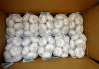 Supplier wholesale new crop fresh chinese 3p pure white garlic with best price