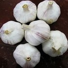 New Season Chinese Fresh Garlic Normal White
