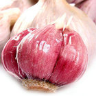 Red Fresh Garlic Red with Cheap Price