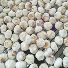 Fresh New Crop Normal/Pure White Garlic