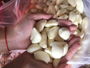 Export Good Quality Fresh Chinese Peeled Garlic