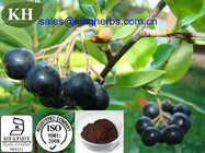 Black Chokeberry Extract Aronia Melanocarpa Extract