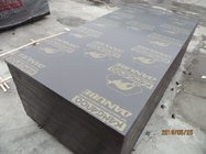 'KANGAROO' BRAND FILM FACED PLYWOOD,High Quality film faced plywood , concrete formwork plywood , poplar core plywood
