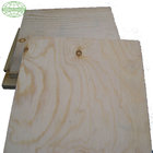 Pine veneer commercial plywood application construction