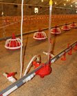 Example risk assessment for poultry farm: case study