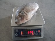 Frozen Tilapia Gutted& Scaled Size before glaze 750g up