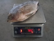 Frozen Tilapia Gutted& Scaled Size after glaze 500-800g