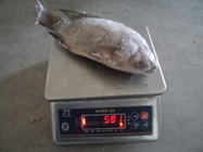 Frozen Tilapia Gutted& Scaled Size after glaze 400-600g