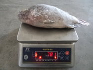 frozen whole round tilapia gutted and scaled size 600-800