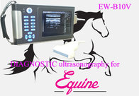 Low cost veterinary ultrasound scanner EW-B10V with Linear probe L7.5/40 for small and large animal