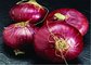 New Crop Red Onion Fresh Red Onion Organic Onion 2016 China Onion For Export