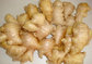 New Crop China Quality High Fresh Organic Normal Yellow Color Ginger