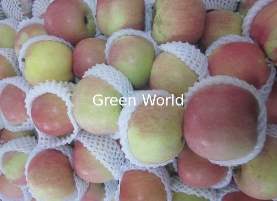 2016 New Fresh Natural Red and Green Color Apple