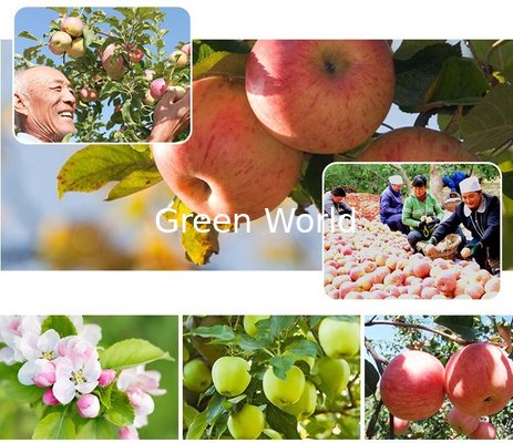 2016 New Crop China Fresh Natural Red and Green Color Apple Fuji Variety