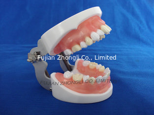 China typodent dental jaw model for practice extract tooth supplier