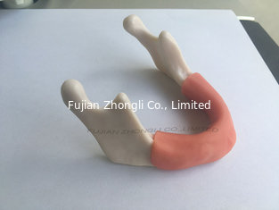 China implants dental models with soft gingival supplier