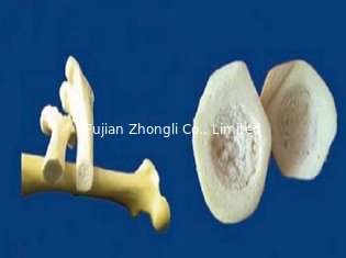 China Simulation dog femur fake dog bone practice bone training with bone animal skeleton model factory direct supplier