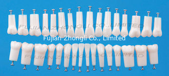 China Dental Teeth for  Replacing Frasaco Typodont or Nissin Typodont supplier