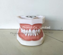 China Prosthetic Restoration Typodont Teeth  with Removable Screw Teeth supplier