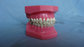 Orthodontic Teeth Model supplier