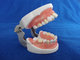 typodent dental jaw model for practice extract tooth supplier