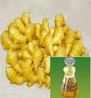 100% Natural Aromatic Essential Oil Ginger Oil Best Price Wholesale