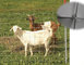 1.5m height farm meadow field fence /highest coating sheep wire fence export to Australia/New Zealand/USA