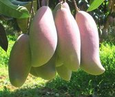 Wild Mango Extract  10:1 TLC, help weight losing, anti-diabetic,help enhance immunity, Shaanxi Yongyuan Bio-Tech
