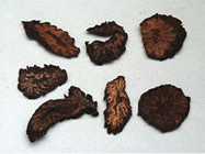 Cistanche tubulosa Extract  10：1  yellowish-brown， men health care ingredients, Shaanxi Yongyuan Bio-Tech