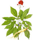 Ginseng Extract, Ginsenosides 20% HPLC, Goji berry Extract, Reishi mushroom Extract, Schisandra P.E., Cordyceps sinensi