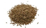 Cuminum cyminum extract, 10:1 TLC, enhancing appetite, taste perception, Clove extract, Fructus Amomi extract, Chinese