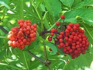 Elderberry Pure Extract 10:1; 20:1, antioxidant, anti-aging ingredient, supplement material, Shaanxi Yongyuan Bio-Tech