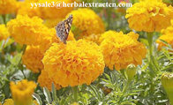 Marigold P.E ,  Lutein  10% 20% 80%  natural colorant , antioxidant, Chinese exporter, CAS NO.: 127-40-2, eyes protect